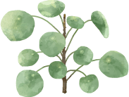 Feuilles de moringa illustrant les ingrédients naturels des produits Oléo-Sine