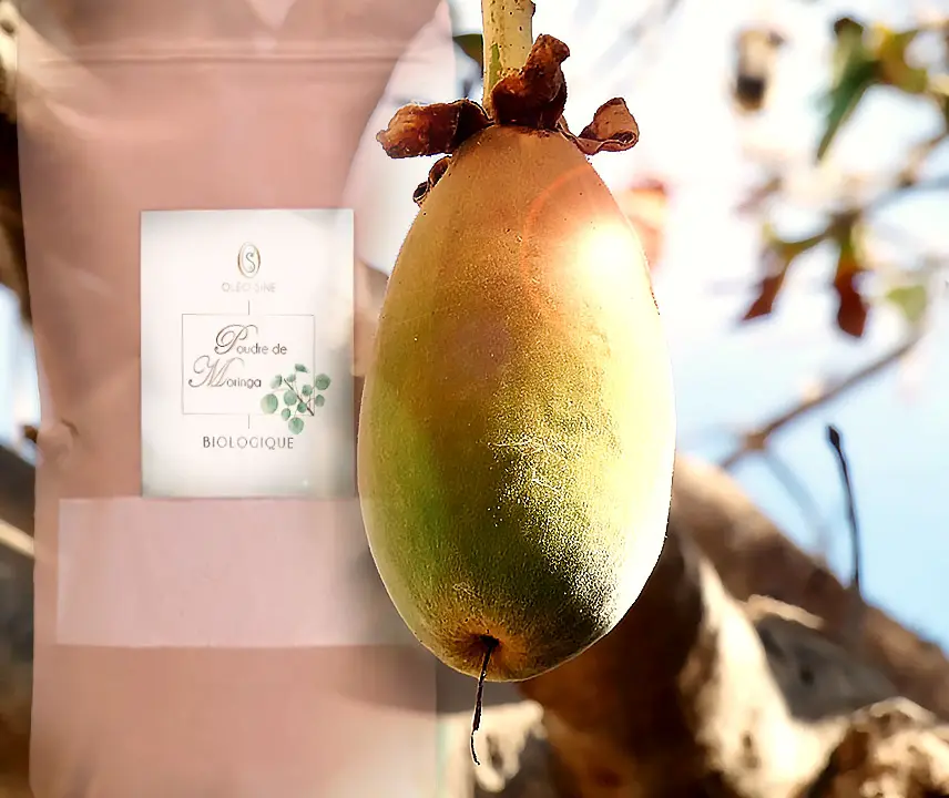 Baobab et produit moringa illustrant les matières premières naturelles utilisées par Oléo-Sine