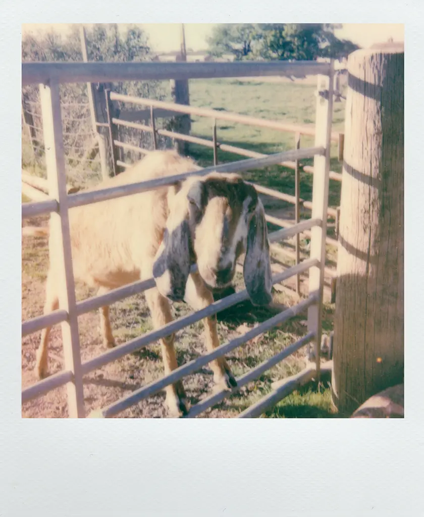 Photo polaroid vintage d’une chèvre dans un enclos rural illustrant une ambiance authentique et naturelle